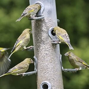 Greenfinch - flock at bird feeder