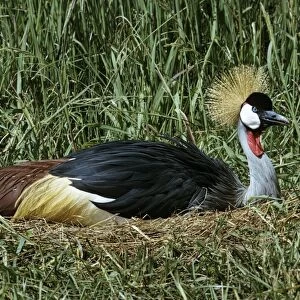 Grey crowned-crane / Crested - incubating
