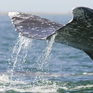 Grey / Gray Whale - lobtailing - San Ignacio Lagoon - Baja California - Mexico