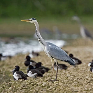 Grey Heron - standing on stone bank with Tufty Duck in background - July - Rutland Water - Rutland - UK