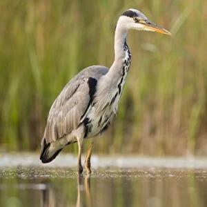 Grey Heron Waiting in shallow water for passing fish Cleveland. UK