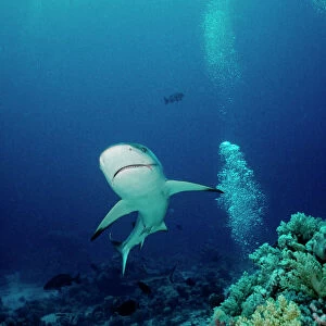 Grey Reef Shark - Shark coming towards camera showing mouth slightly open, breathing. Marion Reef, Coral sea. Australia. GRS-008