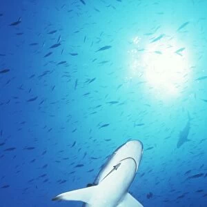 GREY REEF SHARK - underneath view