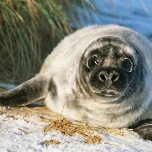 Grey Seal CAN 1767E Young on snow covered beach, UK. Halichoerus grypus © John Cancalosi / ARDEA LONDON