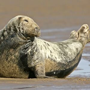 Grey Seal adult grey seal resting on sand bank Donna Nook, Lincolnshire coast, England, UK