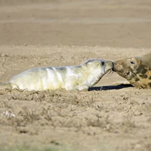 Grey Seal - cow with pup on beach, Donna Nook seal sanctuary. Lincolnshire, UK