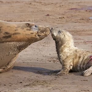 Grey Seal - cow on a sandy beach nose-to-nose with new born calf. England, UK