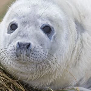 Grey Seal - pup - UK