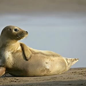 Grey Seal young resting on beach propped on fin Donna Nook, Lincolnshire Coast, England, UK