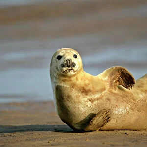 Grey Seal young resting on beach stretching it's body Donna Nook, Lincolnshire Coast, England, UK