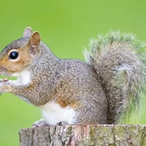 Grey Squirrel - feeding on nuts - Norfolk - UK