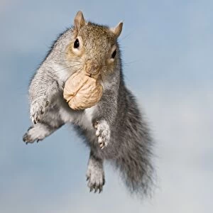 Grey squirrel - jumping with walnut front view Bedfordshire UK 005362
