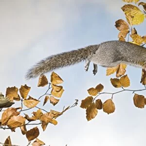 Grey squirrel - jumping with walnut side view UK 005337