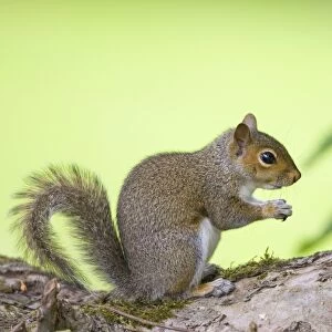 Grey Squirrel - Norfolk - UK