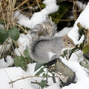 Grey Squirrel - In snow - Oxon - UK - February