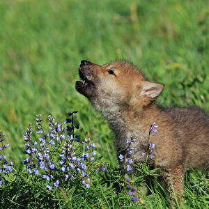 Grey /Timber Wolf - 8 week old cub - calling. Montana - USA