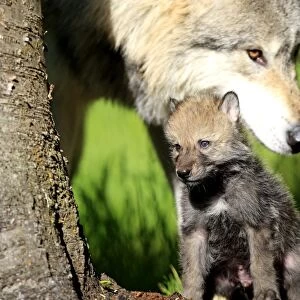 Grey / Timber Wolf - Adult with 1 month old pup. Montana - United States