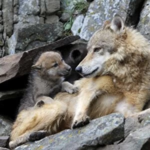 Grey /Timber Wolf - with babies 8 weeks old. Montana - USA