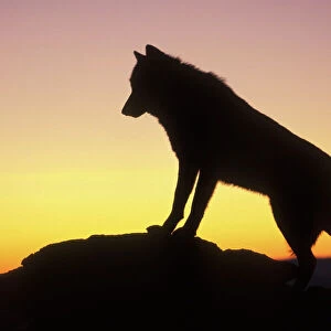Grey Wolf / Timber Wolf - at sunrise. Montana, North America