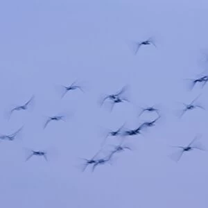 Greylag Geese Group in flight at dusk Norfolk UK