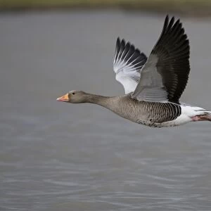 Greylag Goose - in flight over water - UK