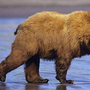 Grizzly Bear / Coastal Brown Bear walking on sandy beach. Katmai National Park, Alaska. North America MA909