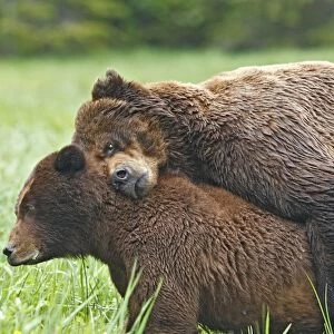 Grizzly Bear - pair mating. Khuzemateen Grizzly Bear Sanctuary - British Colombia - Canada