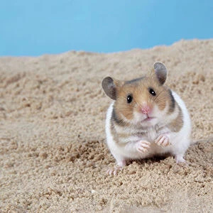 Hamster - Digging in sand