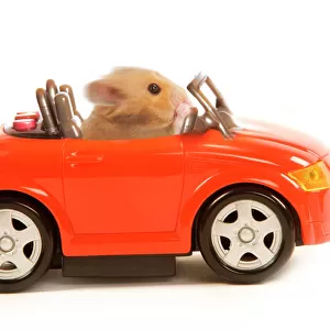 Hamster driving miniature sports convertible car