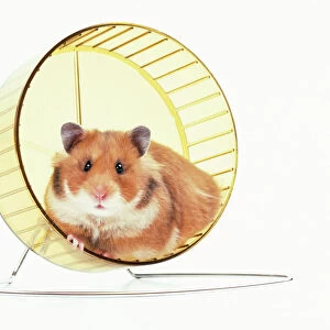 Hamster - on wheel