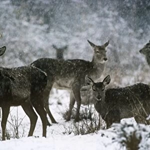 Hangul / Kashmir Deer Dachigam National Park, Jammu & Kashmir