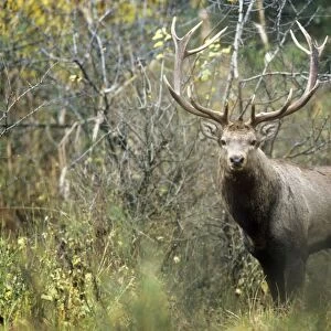 Hangul / Kashmir Deer - male Dachigam National Park, Jammu & Kashmir