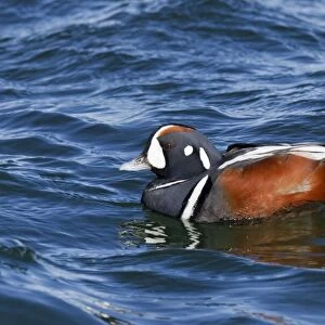 Harlequin Duck - adult male in winter. Barnegat Light in New Jersey, USA