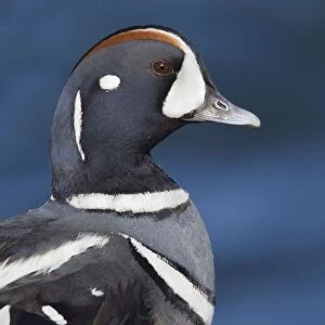 Harlequin Duck - adult male in winter. Barnegat Light in New Jersey - USA