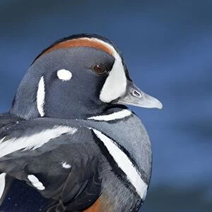 Harlequin Duck - winter - adult male. Barnegat Light in New Jersey - USA