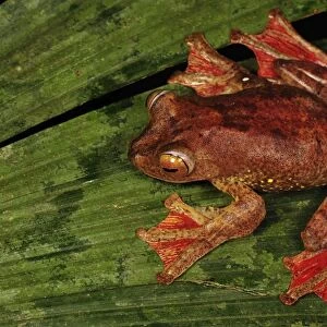 Harlequin Tree Frog - Forest Research institute of Malaysia - West Malaysia