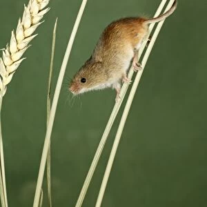 Harvest Mouse - climbing using prehensile tail, between wheat stalks, Lower Saxony, Germany