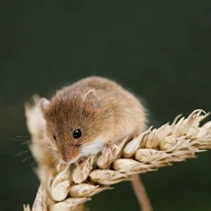 Harvest Mouse - on wheat - UK