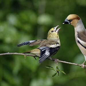 Hawfinch - young bird begging for food from parent, Lower Saxony, Germany