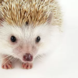 Hedgehog " blonde "