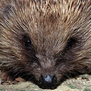 Hedgehog - close-up. UK