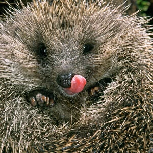 Hedgehog - curled up