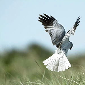 Hen Harrier - male in flight hunting, hovering low over the ground, Island of Texel, Holland