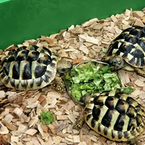 Hermann's Tortoise - feeding on lettuce