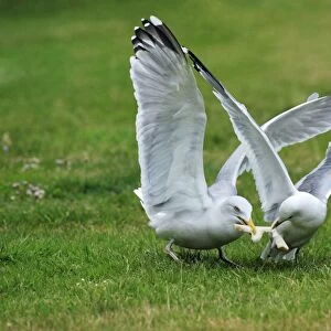 Herring Gull - squabbling with Common Gull (Larus canus) over bread, Texel, Holland
