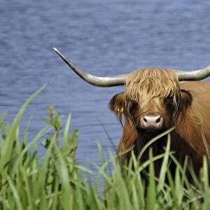 Highland Cattle-cow standing in lake to cool down in summer, Isle of Texel, Holland