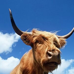 HIGHLAND CATTLE - head, sky and clouds