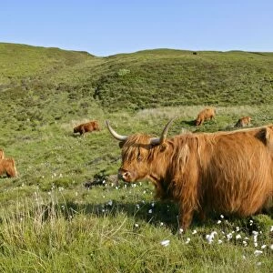 Highland Cattle herd on moorland Isle of Skye, Highlands, Scotland, UK