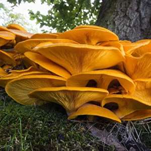 Honey Fungus, growing at base of tree, Lower Saxony, Germany