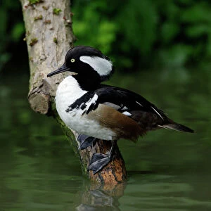 Hooded Merganser-male resting on branch in lake, Washington WWT, Tyne and Wear UK